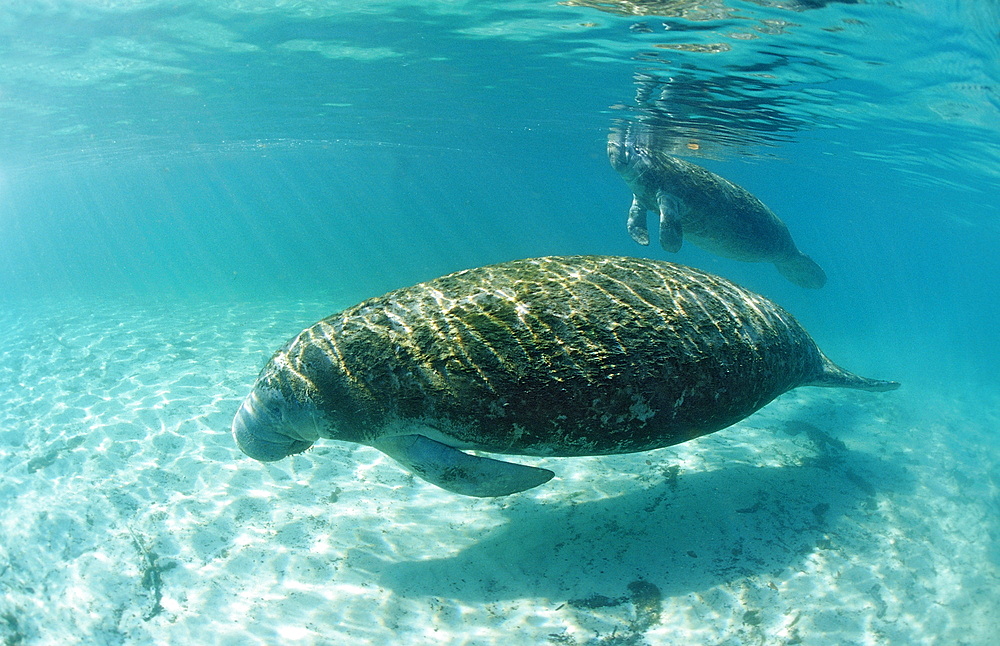 West Indian manatee (Trichechus manatus latirostris) mother and calf, Crystal River, Florida, United States of America, North America