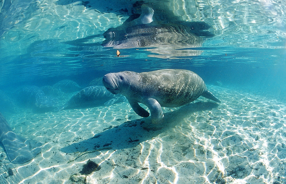 West Indian manatee (Trichechus manatus latirostris), Crystal River, Florida, United States of America, North America