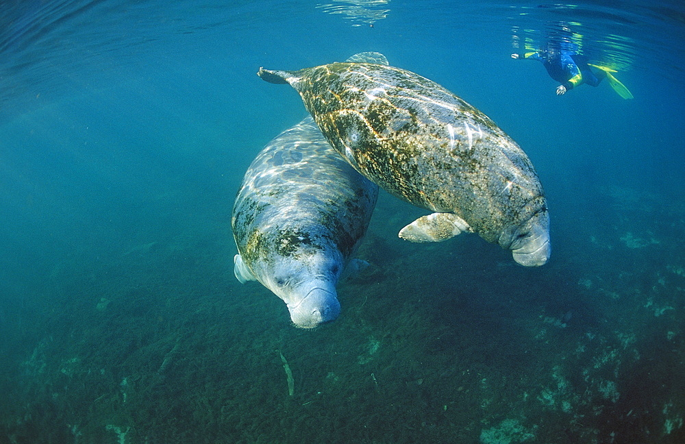 West Indian manatee (Trichechus manatus latirostris) and skin diver, Crystal River, Florida, United States of America, North America