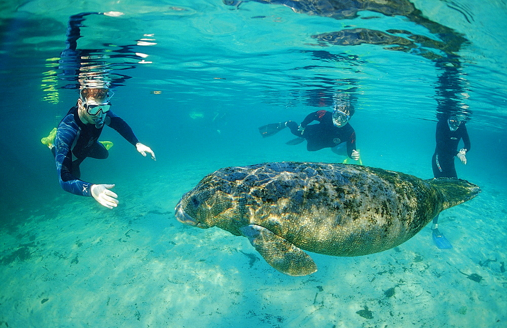 West Indian manatee (Trichechus manatus latirostris) and skin divers, Crystal River, Florida, United States of America, North America