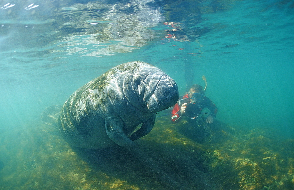 West Indian manatee (Trichechus manatus latirostris) and skin diver, Crystal River, Florida, United States of America, North America