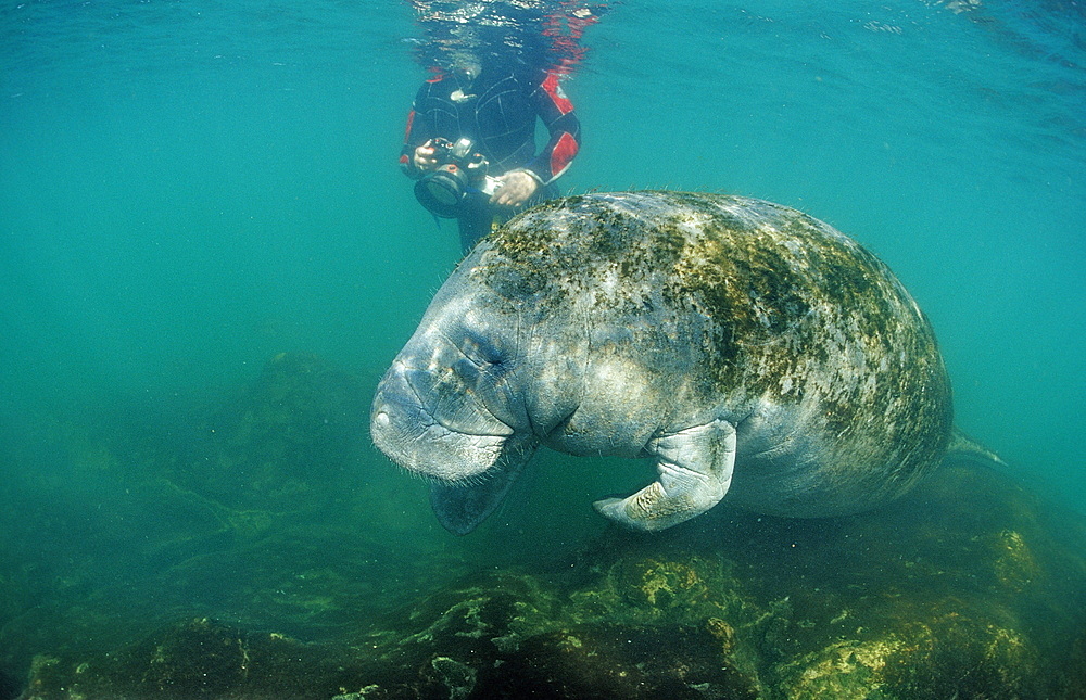 West Indian manatee (Trichechus manatus latirostris) and skin diver, Crystal River, Florida, United States of America, North America