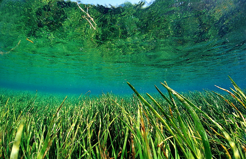 Rainbow River aquatic plants, Florida, United States of America, North America