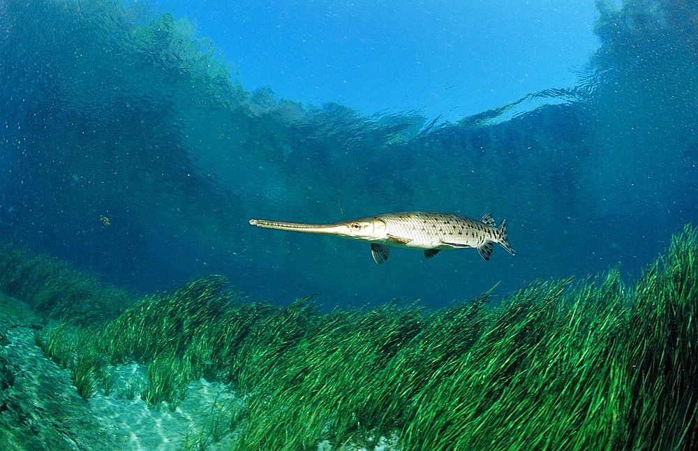 Longnosed gar (Lepisoteus osseus), Florida, United States of America, North America