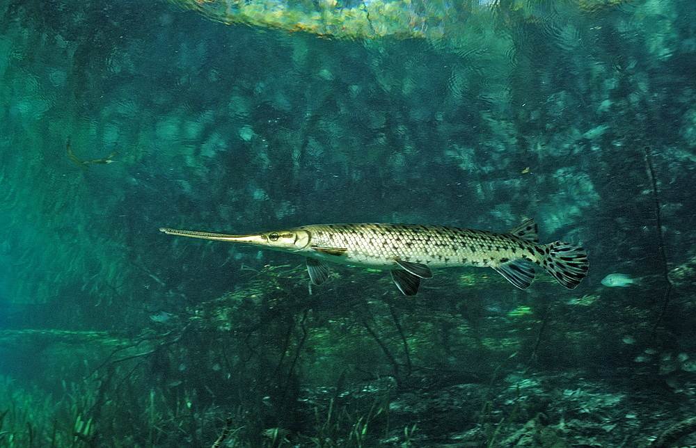 Longnosed gar (Lepisoteus osseus), Florida, United States of America, North America