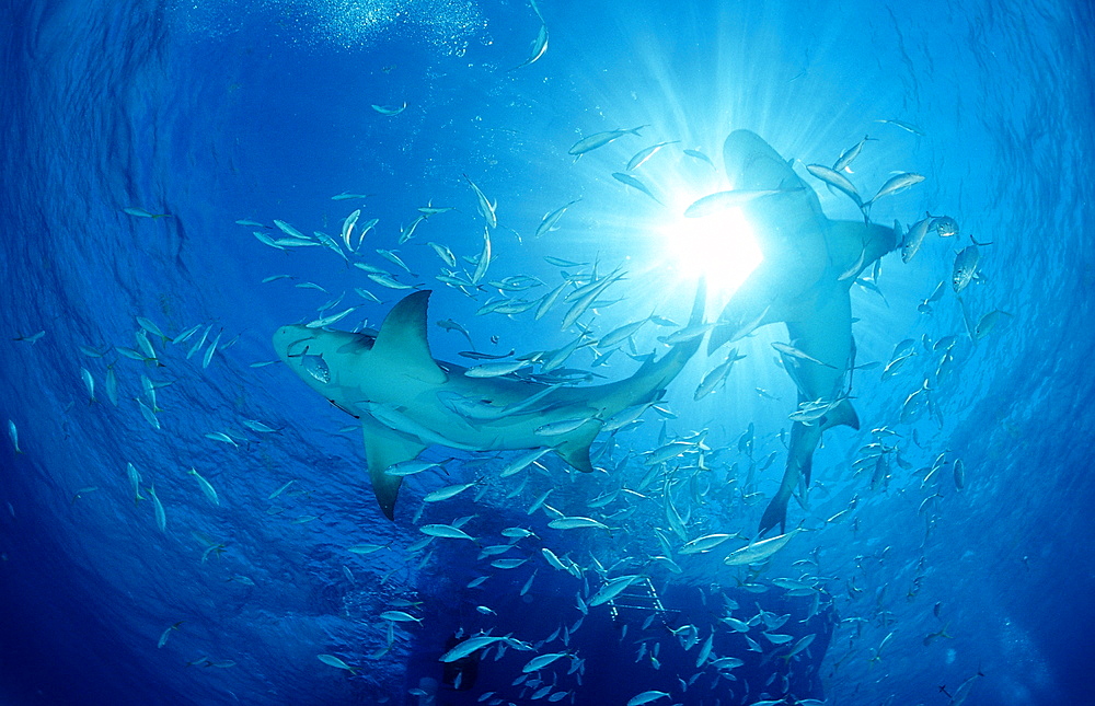 Lemon shark (Negaprion brevirostris), Grand Bahama Island, Bahamas, Atlantic Ocean, Central America