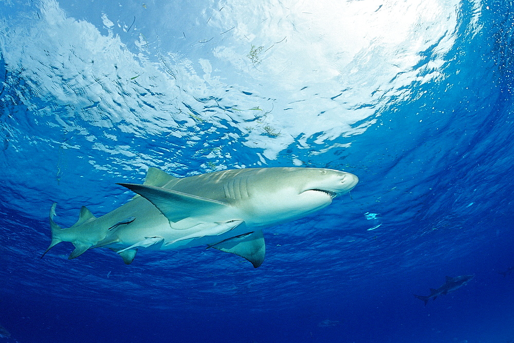 Lemon shark (Negaprion brevirostris), Grand Bahama Island, Bahamas, Atlantic Ocean, Central America