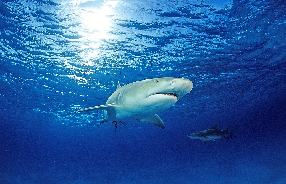 Lemon shark (Negaprion brevirostris), Grand Bahama Island, Bahamas, Atlantic Ocean, Central America