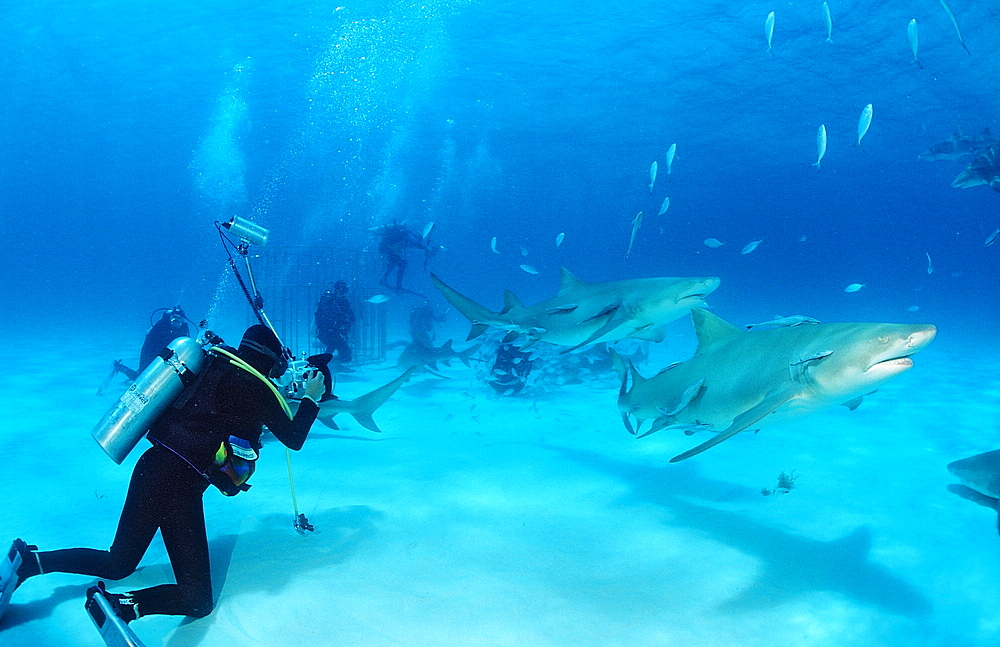 Lemon sharks (Negaprion brevirostris) and underwater photographer, Grand Bahama Island, Bahamas, Atlantic Ocean, Central America