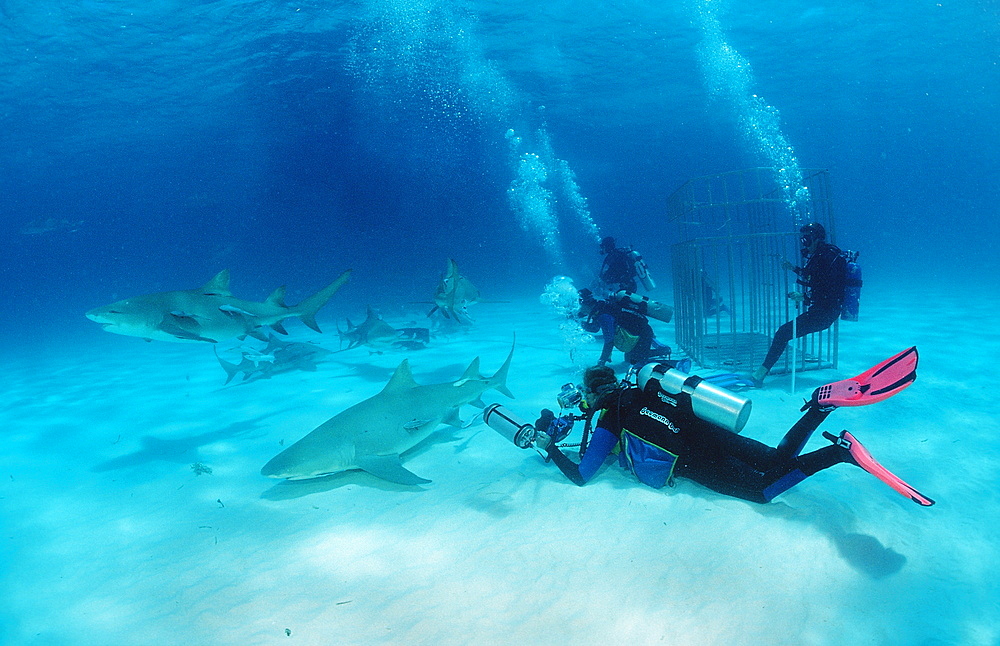 Lemon sharks (Negaprion brevirostris) and underwater photographer, Grand Bahama Island, Bahamas, Atlantic Ocean, Central America