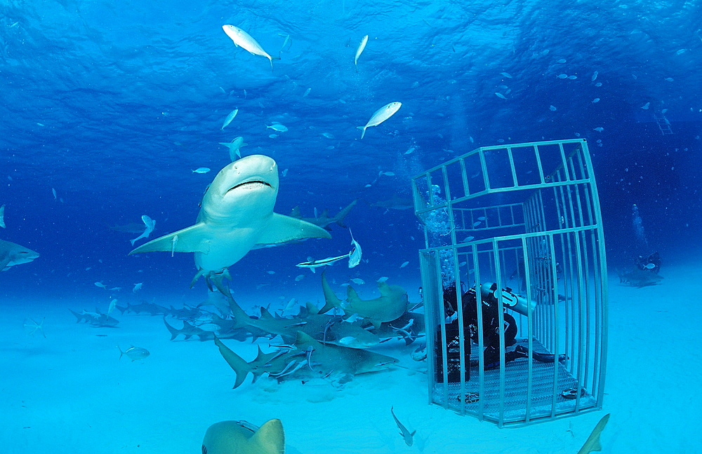 Lemon sharks (Negaprion brevirostris) and scuba diver in shark cage, Grand Bahama Island, Bahamas, Atlantic Ocean, Central America