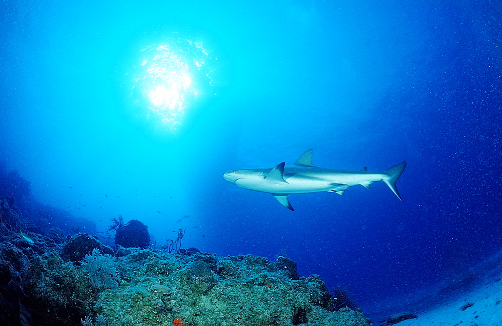 Caribbean reef shark (Carcharhinus perezi), Bahamas, Atlantic Ocean, Central America