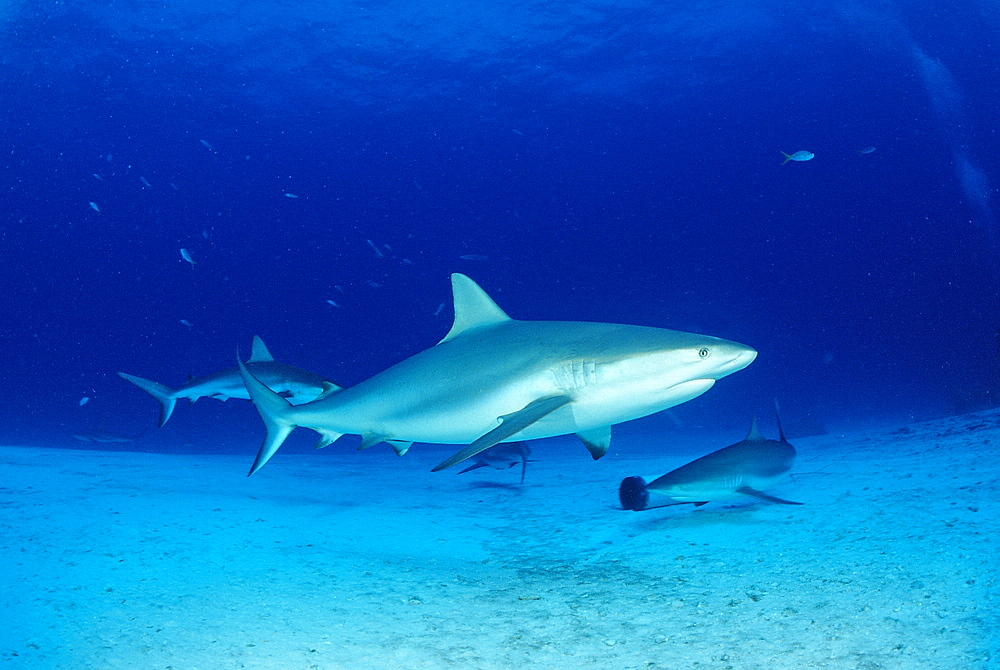 Caribbean reef shark (Carcharhinus perezi), Bahamas, Atlantic Ocean, Central America