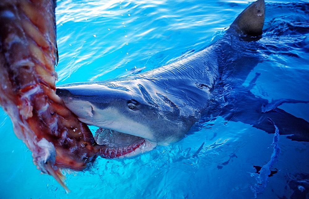 Lemon shark (Negaprion brevirostris) on the surface taking bait, Bahamas, Atlantic Ocean, Central America