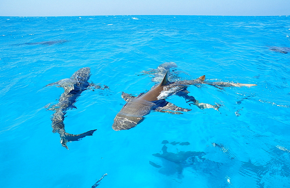 Lemon sharks (Negaprion brevirostris) on the surface, Bahamas, Atlantic Ocean, Central America