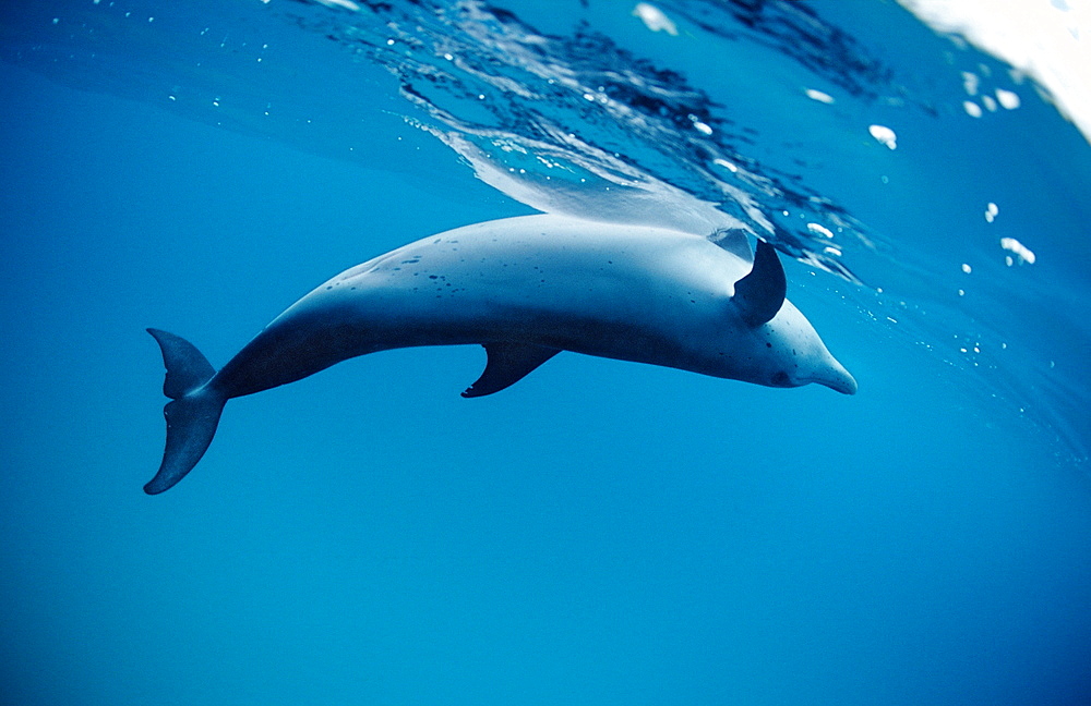 Atlantic spotted dolphin (Stenella frontalis), Florida, United States of America, Atlantic Ocean, North America