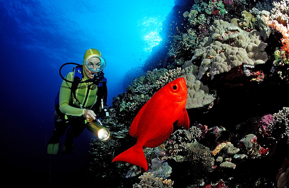 Crescent-tail bigeye (Priacanthus hamrur) and scuba diver, St. John's Reef, Egypt, Red Sea, North Africa, Africa