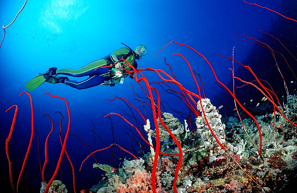 Scuba diver and red whip corals (Juncella sp.), Sudan, Red Sea, Africa