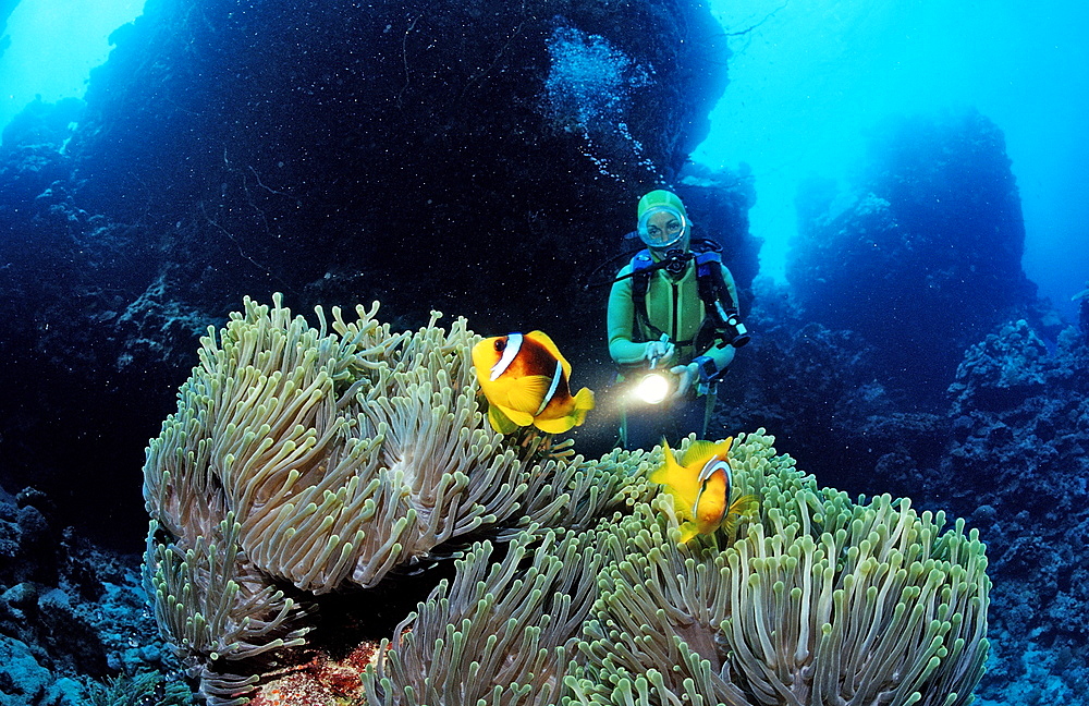 Twobar anemone fish (Amphiprion bicinctus) and scuba diver, Sudan, Red Sea, Africa