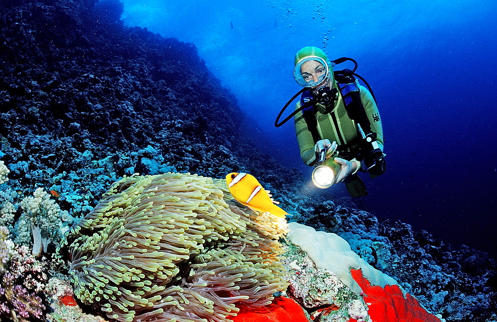 Twobar anemone fish (Amphiprion bicinctus) and scuba diver, Sudan, Red Sea, Africa