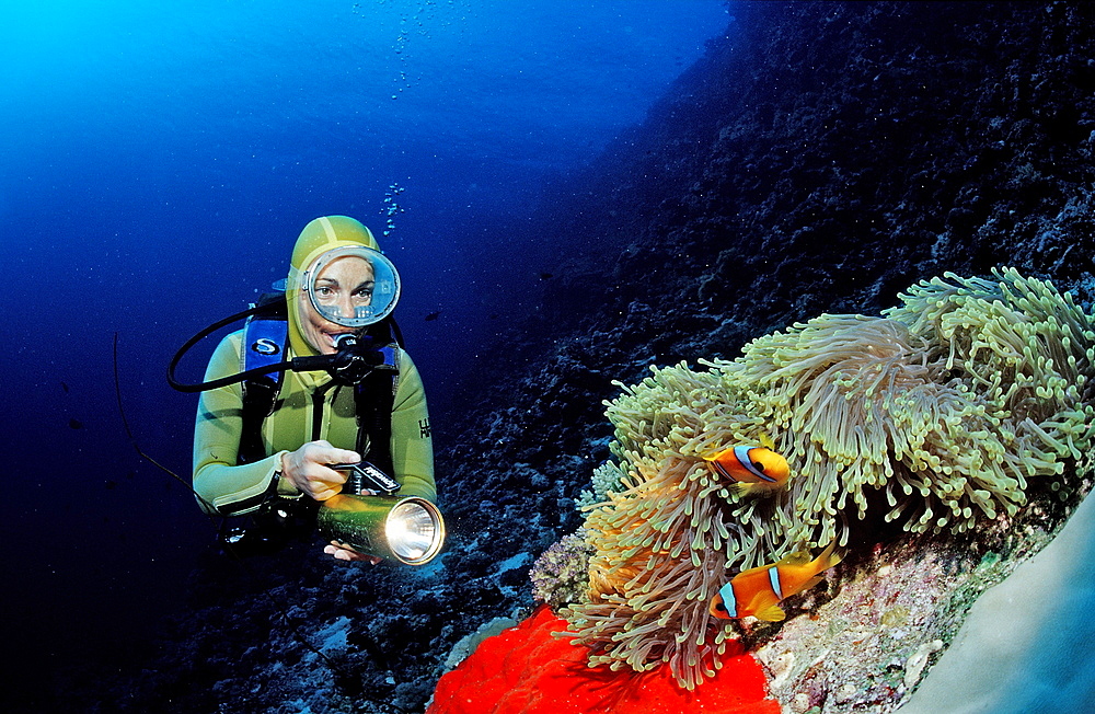 Twobar anemone fish (Amphiprion bicinctus) and scuba diver, Sudan, Red Sea, Africa