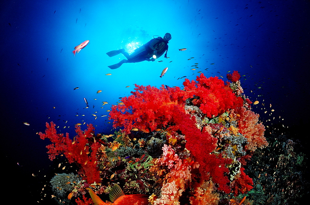 Scuba diver and red soft corals, Sudan, Red Sea, Africa