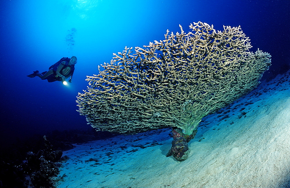 Scuba diver and table coral (Acropora divaricata), Sudan, Red Sea, Africa