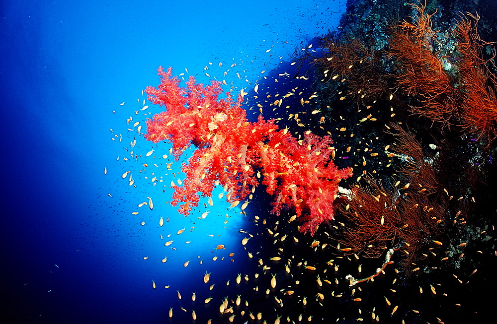 Red soft corals (Dentronephya sp.), Sudan, Red Sea, Africa