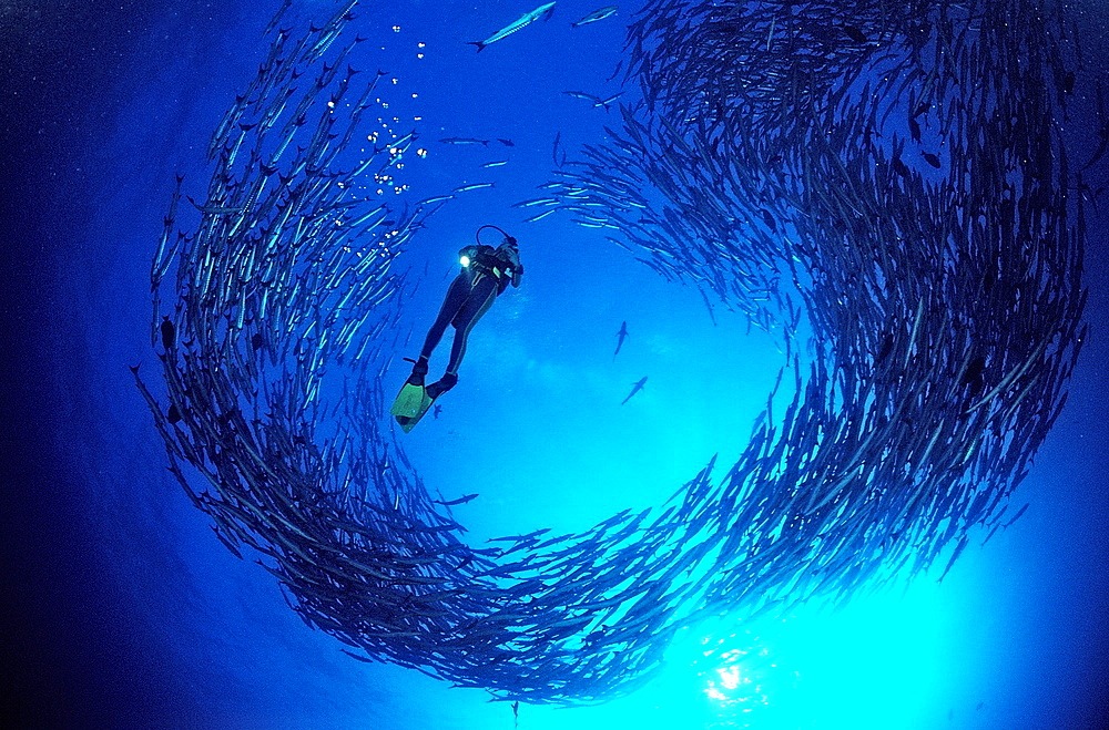 Blackfin barracuda (Sphyraena qenie) and scuba diver, Sudan, Red Sea, Africa