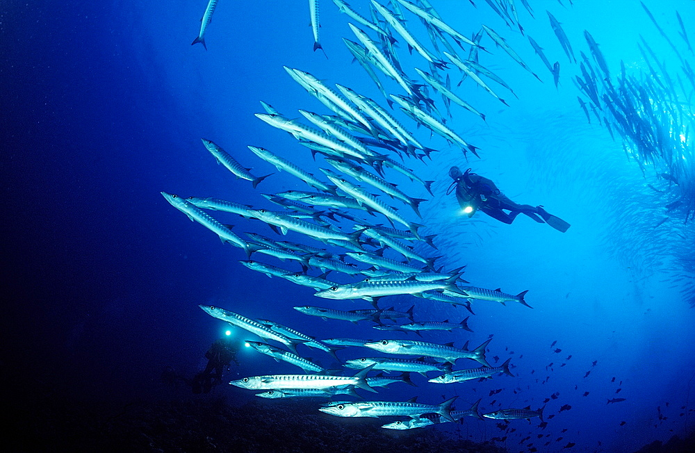 Blackfin barracuda (Sphyraena qenie) and scuba diver, Sudan, Red Sea, Africa