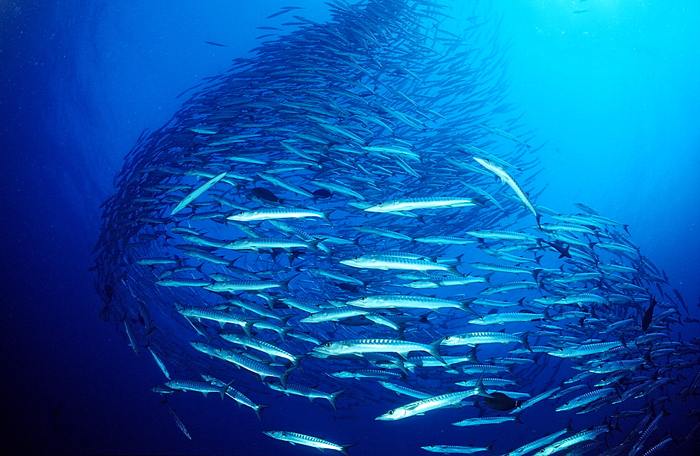 Blackfin barracuda (Sphyraena qenie), Sudan, Red Sea, Africa