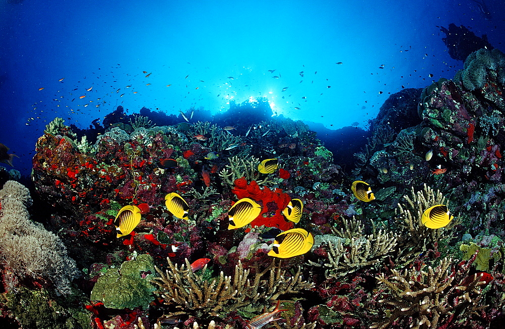 Racoon butterflyfish (Chaetodon fasciatus) and coral reef, Sudan, Red Sea, Africa