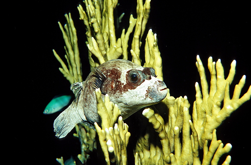 Blackspotted puffer (Arothron nigropunctatus), Sudan, Red Sea, Africa