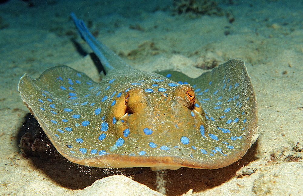 Bluespotted ribbontail ray (Taeniura lymma), Sudan, Red Sea, Africa