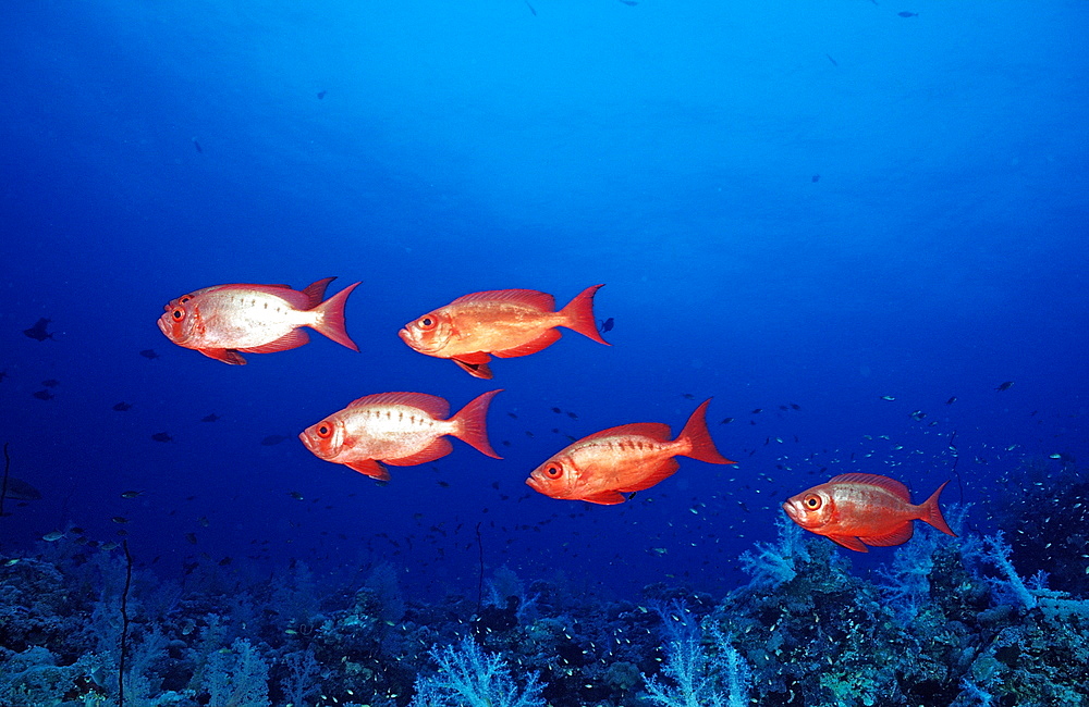 Crescent-tail bigeyes (Priacanthus hamrur), Sudan, Red Sea, Africa