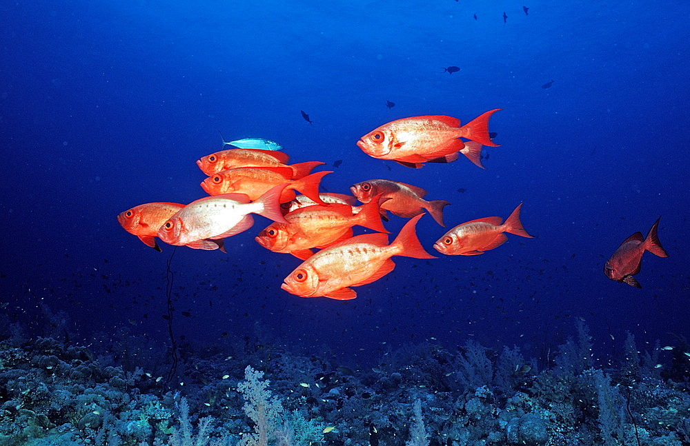 Crescent-tail bigeyes (Priacanthus hamrur), Sudan, Red Sea, Africa