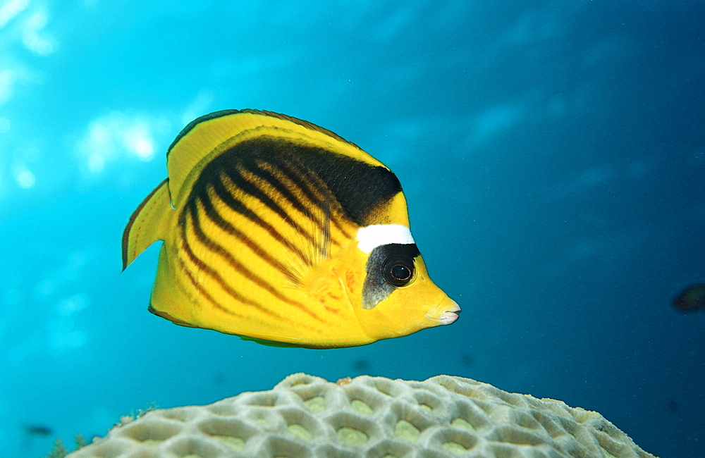 Racoon butterflyfish (Chaetodon fasciatus), Sudan, Red Sea, Africa