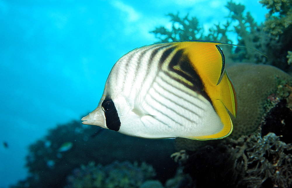 Threadfin butterflyfish (Chaetodon auriga), Sudan, Red Sea, Africa