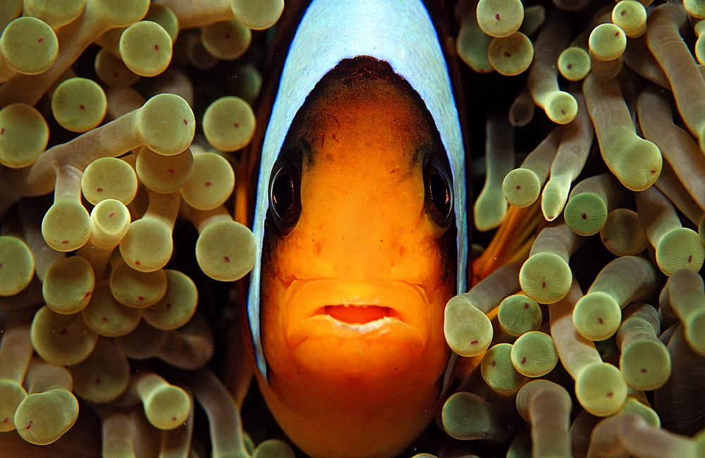 Twobar anemone fish (Amphiprion bicinctus), Sudan, Red Sea, Africa