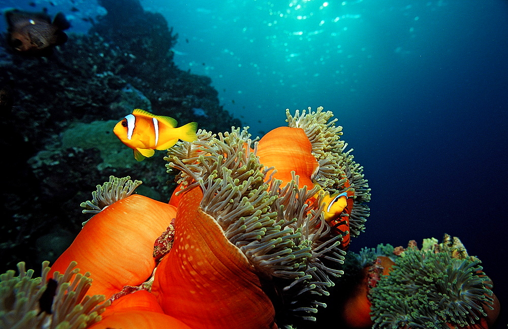 Twobar anemone fish (Amphiprion bicinctus), Sudan, Red Sea, Africa