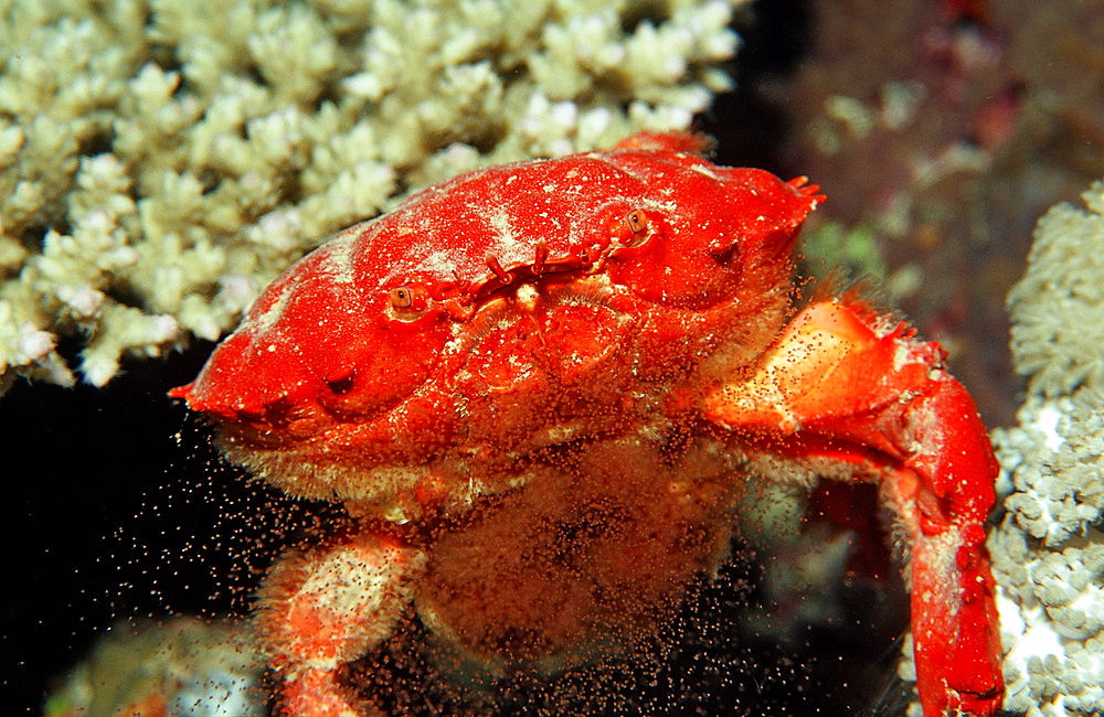 Red crab (Etisus splendidus), releasing eggs, Sudan, Red Sea, Africa