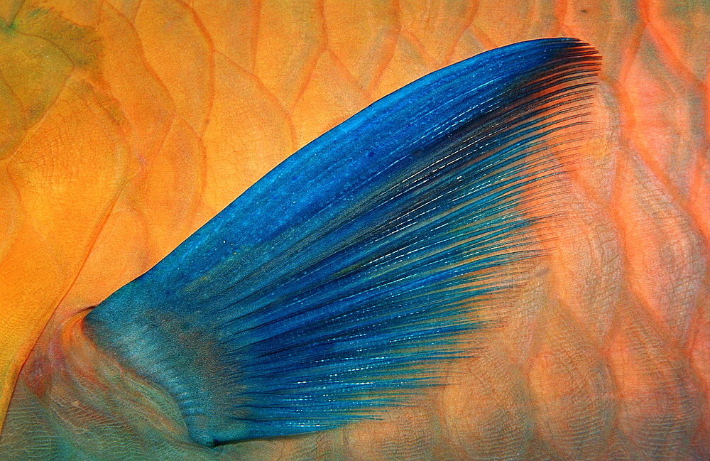 Colourful fin of greenthroat parrotfish (Scarus prasiognatho), Sudan, Red Sea, Africa