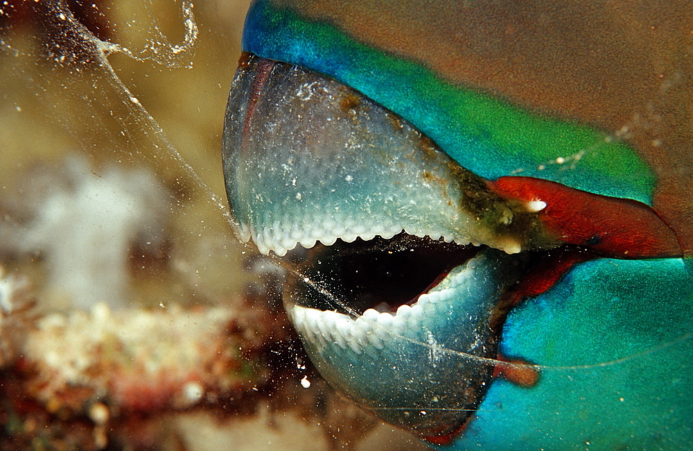 Mouth of greenthroat parrotfish (Scarus prasiognatho), Sudan, Red Sea, Africa