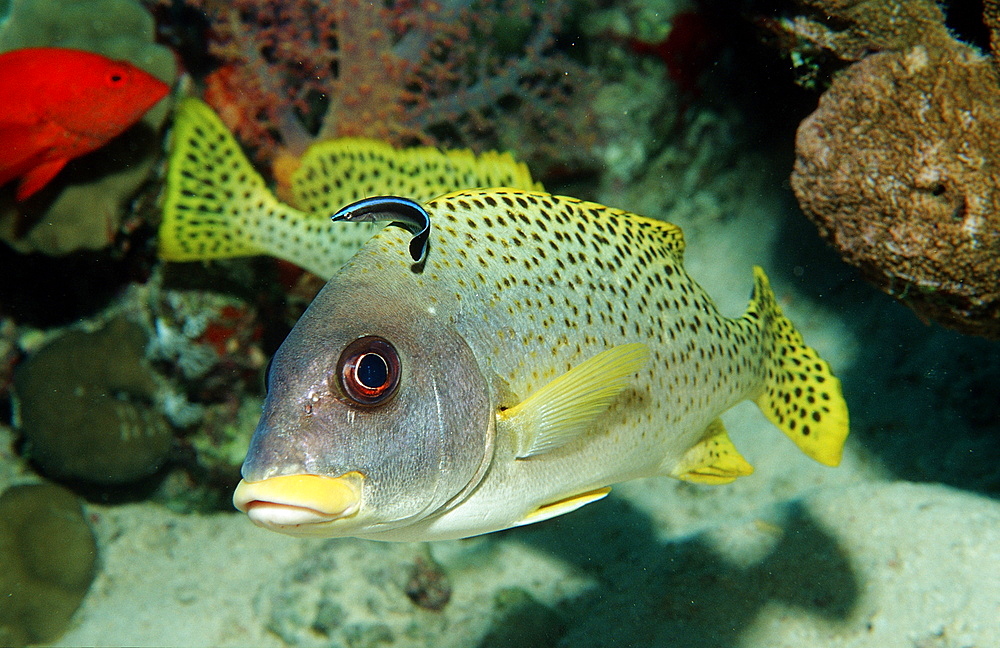 Blackspotted sweetlip (Plectorhinchus gaterinus) with cleaner wrasse (Labroides dimidiatus), Sudan, Red Sea, Africa