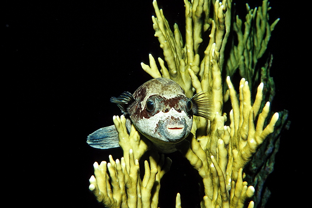 Blackspotted puffer (Arothron nigropunctatus), Sudan, Red Sea, Africa