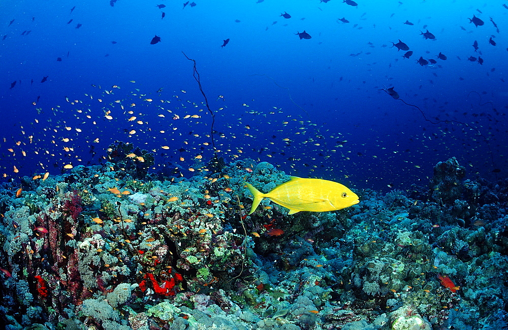 Hunting orangespotted trevally (Carangoides bajad), Sudan, Red Sea, Africa