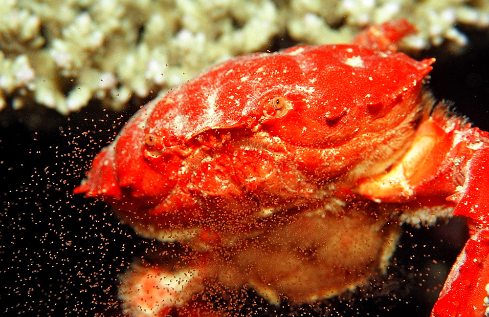 Red crab (Etisus splendidus), releasing eggs, Sudan, Red Sea, Africa