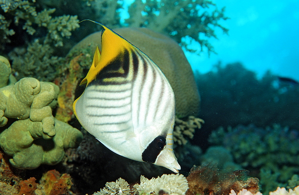 Threadfin butterflyfish (Chaetodon auriga), Sudan, Red Sea, Africa