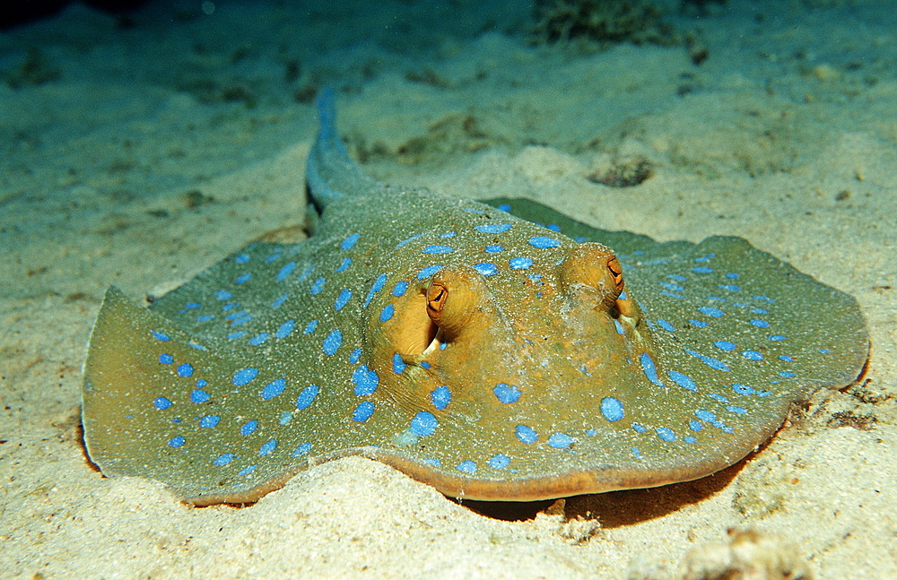 Bluespotted ribbontail ray (Taeniura lymma), Sudan, Red Sea, Africa