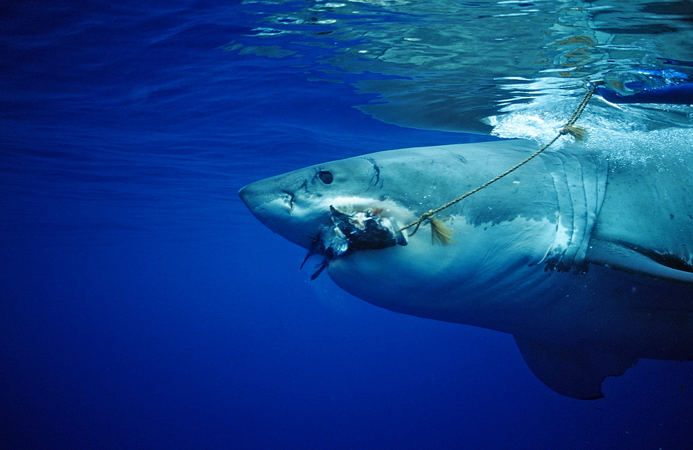 Great white shark (Carcharodon carcharias), Guadalupe, Mexico, Pacific Ocean, North America